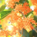 和暦コラム 10月