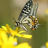 和暦コラム 11月