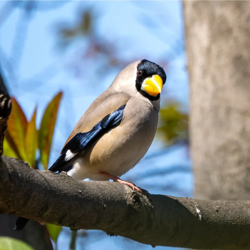 ルイ・イカール、にぎやかな鳥、豪華限定版・定価１０万円/額付 main_240612.webp