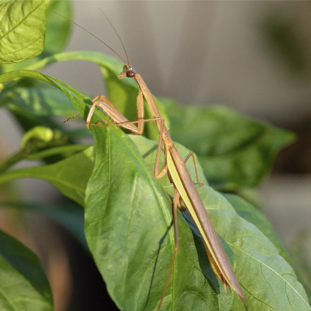 チョウセンカマキリ｜旬のもの｜暦生活 | 日本の季節を楽しむ暮らし