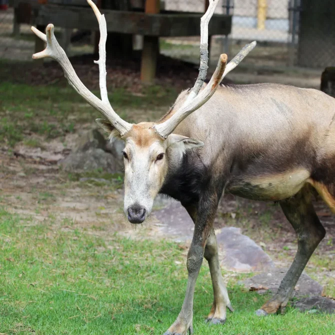 鹿の角 11本 3.9キロ 【公式通販】
