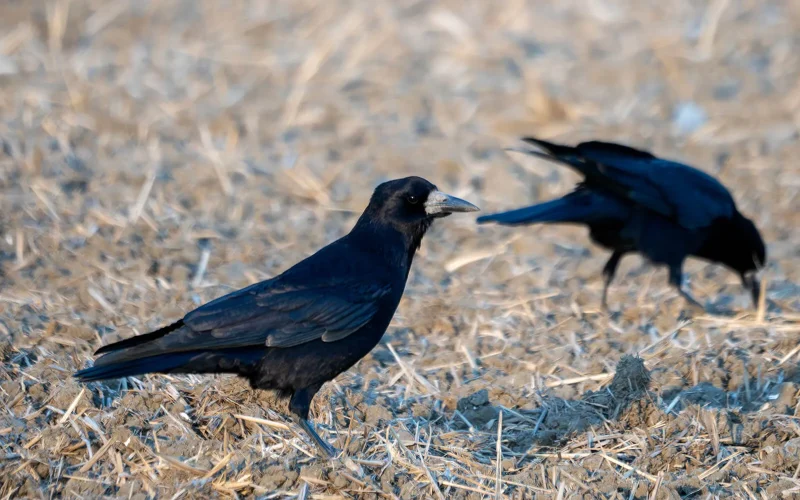 ミヤマガラス｜旬のもの｜暦生活 | 日本の季節を楽しむ暮らし