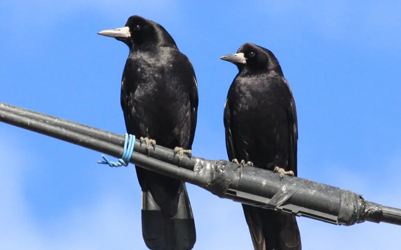 ミヤマガラス｜旬のもの｜暦生活 | 日本の季節を楽しむ暮らし