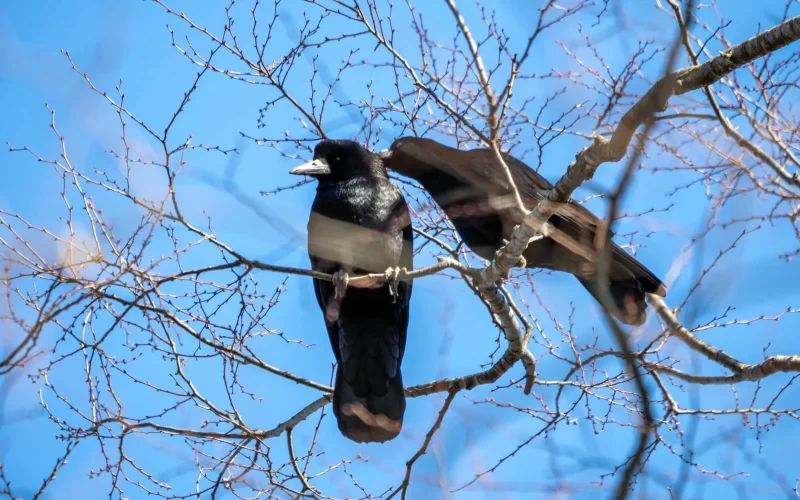 カラスヤマ3点おまとめ カラスヤマ様 リクエスト 3点 まとめ商品