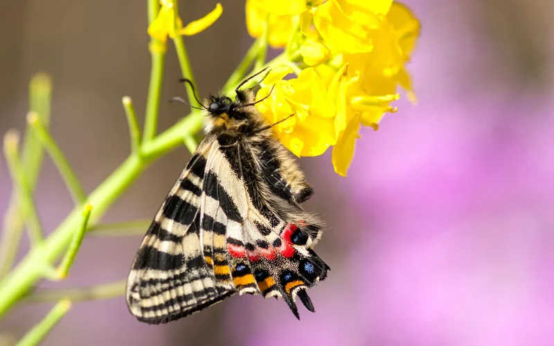 ギフチョウ｜旬のもの｜暦生活 | 日本の季節を楽しむ暮らし