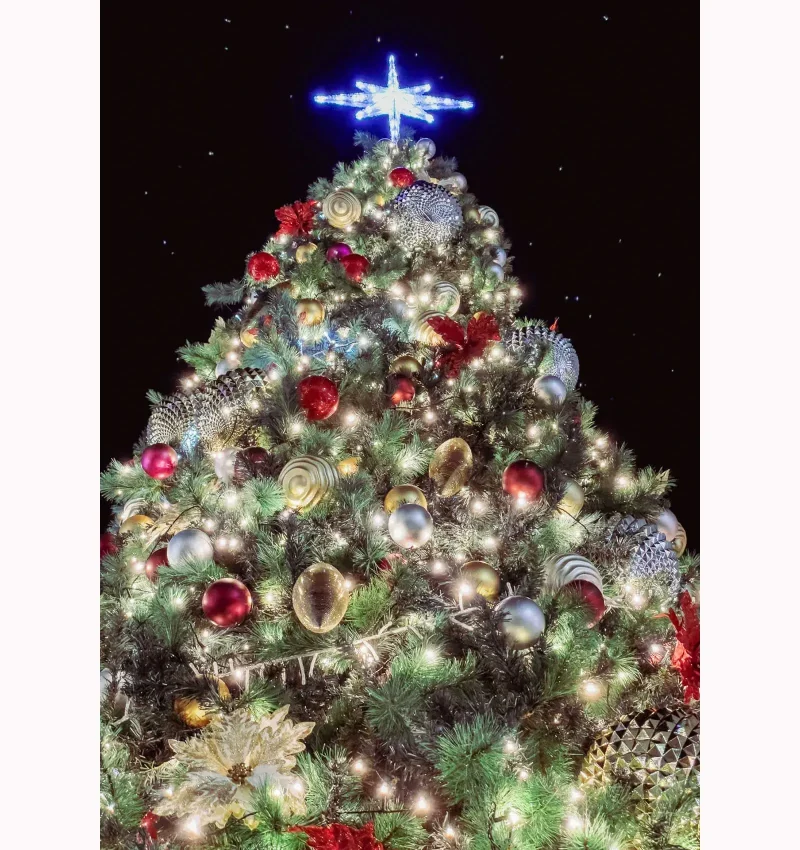 クリスマスツリーの星｜旬のもの｜暦生活 | 日本の季節を楽しむ暮らし
