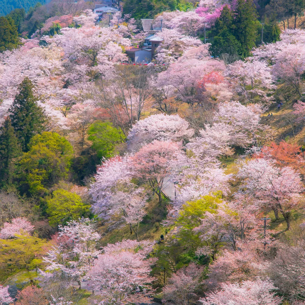 貴重な山採り山桜‼️ サクラ(桜) 山桜(ヤマザクラ)の地掘大苗 - 果樹苗・