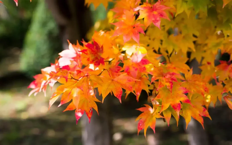 七十二候／楓蔦黄｜二十四節気と七十二候｜暦生活 | 日本の季節を