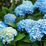 花鳥でめぐる二十四節気／夏至