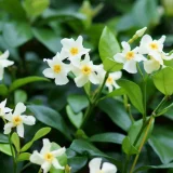 花鳥でめぐる二十四節気／小暑
