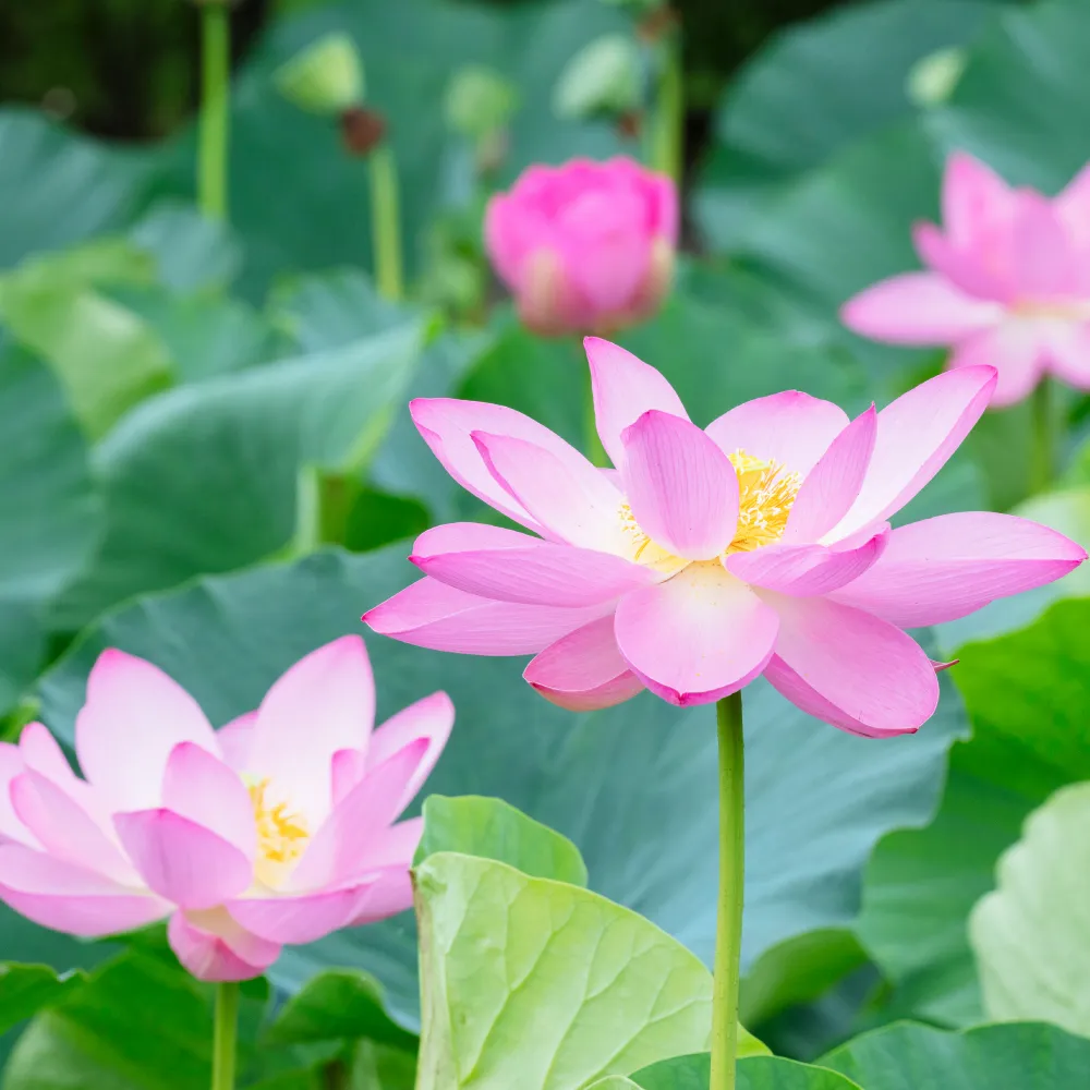 七十二候／蓮始開｜二十四節気と七十二候｜暦生活 | 日本の季節を