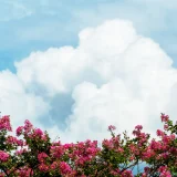 花鳥でめぐる二十四節気／大暑