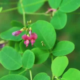 花鳥でめぐる二十四節気／立秋