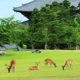 奈良の鹿