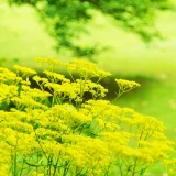 花鳥でめぐる二十四節気／処暑