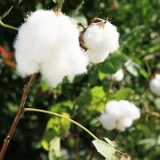 七十二候／綿柎開