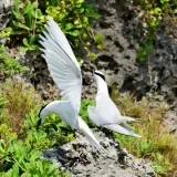 エリグロアジサシ