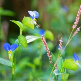 七十二候／天地始粛