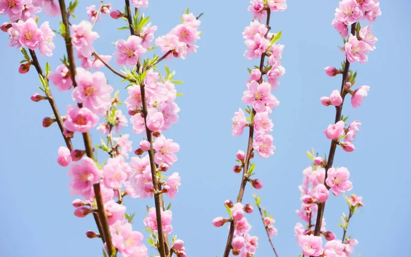 桃の花に十二単 七十二候／桃始笑｜二十四節気と七十二候｜暦生活 | 日本の季節を