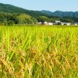 七十二候／禾乃登