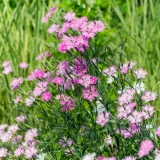 花鳥でめぐる二十四節気／白露