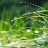 七十二候／草露白