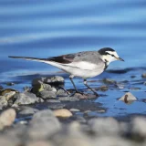 七十二候／鶺鴒鳴