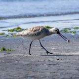 オオソリハシシギ