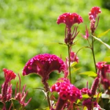 花鳥でめぐる二十四節気／秋分