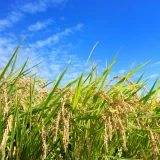 七十二候／雷乃収声