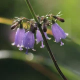 ツリガネニンジン