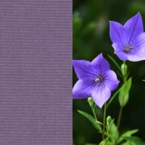 日本の色／桔梗色