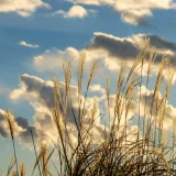 七十二候／蟄虫坏戸