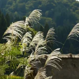 花鳥でめぐる二十四節気／寒露
