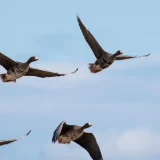 七十二候／鴻雁来