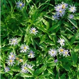 七十二候／菊花開