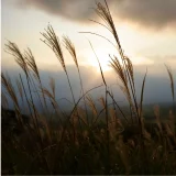 七十二候／蟋蟀在戸