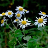 花鳥でめぐる二十四節気／霜降