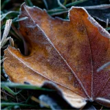 七十二候／霜始降