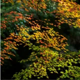 七十二候／霎時施