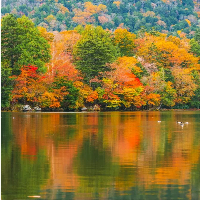 mmm　　乾山写新緑紅葉向付　雲錦向付3客ずつ　新品未使用 mmm 乾山写新緑紅葉向付 雲錦向付3客ずつ 新品未使用