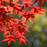 七十二候／楓蔦黄