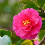 花鳥でめぐる二十四節気／立冬