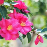 七十二候／山茶始開