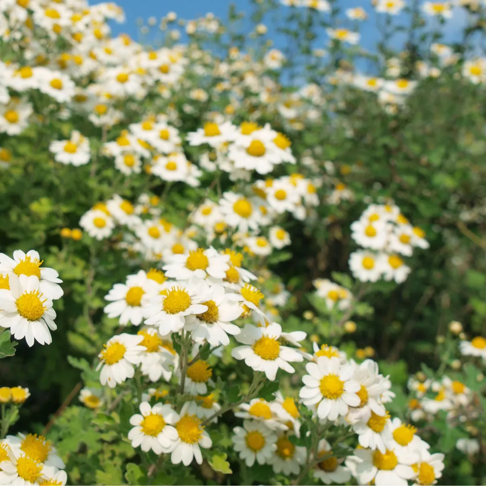 【未開封】白菊と黄菊ですが、それが何か main_251111.webp