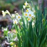 七十二候／金盞香