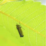 ツマグロオオヨコバイ