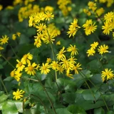 花鳥でめぐる二十四節気／小雪