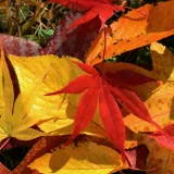 七十二候／朔風払葉