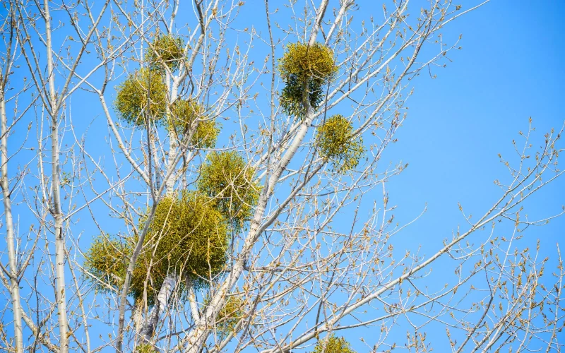 ヤドリギ｜旬のもの｜暦生活 | 日本の季節を楽しむ暮らし